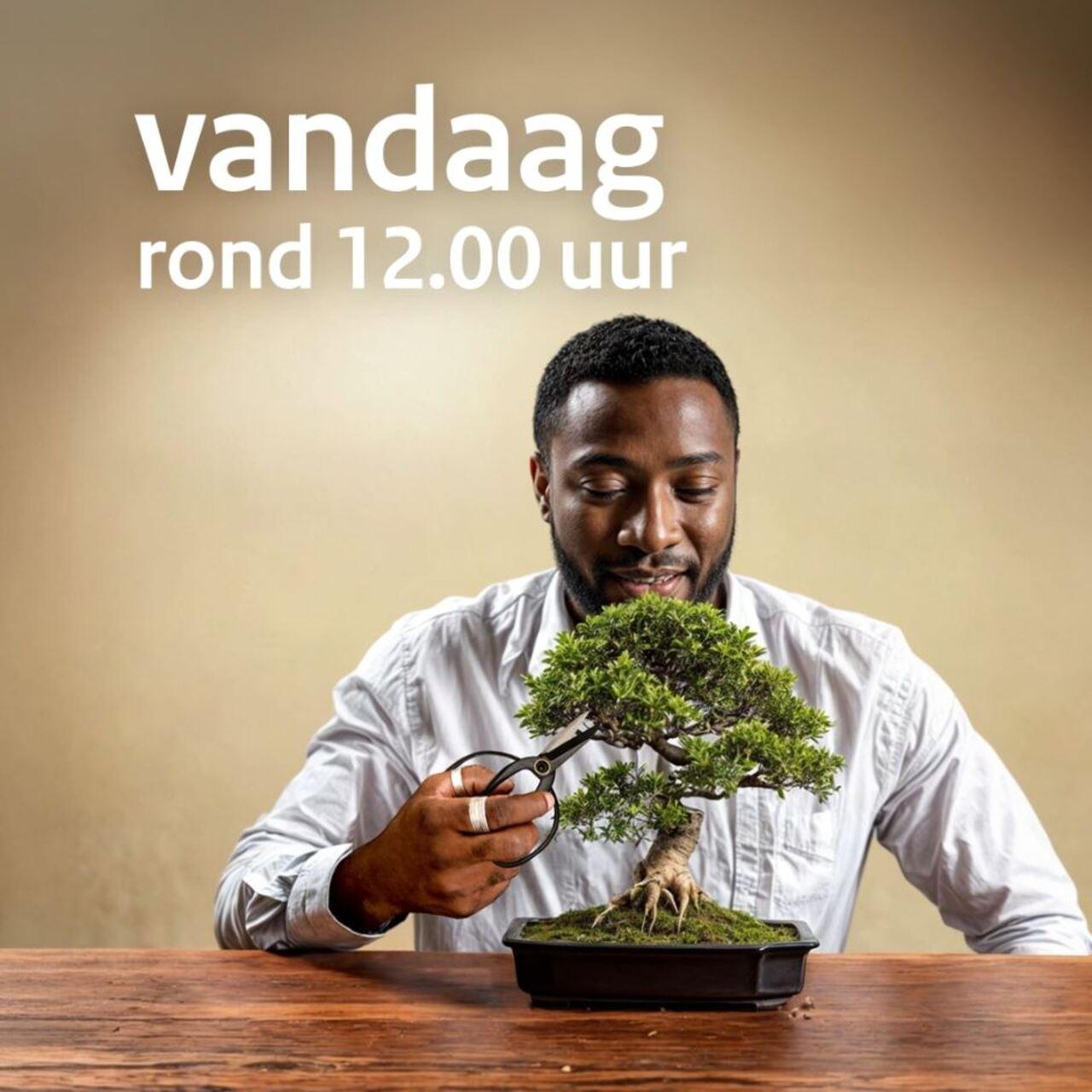 Afbeelding bij video: NL-Alert Testbericht bonsai - vandaag | formaat 1x1